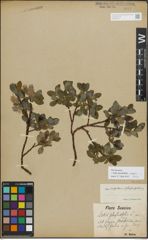 Foto von Salix myrsinifolia Salisb. x Salix phylicifolia L.